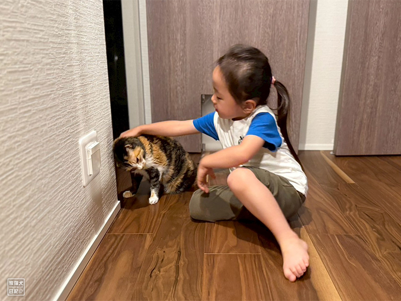 ツンデレ三毛猫の稚葉と小倅