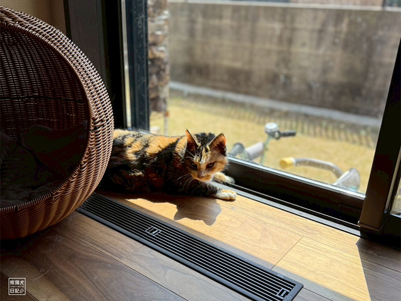 ツンデレ三毛猫の稚葉