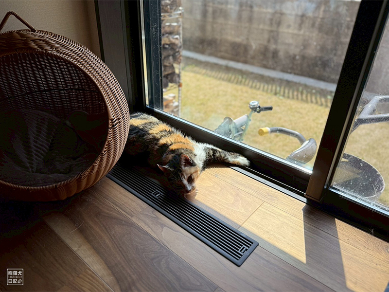 ツンデレ三毛猫の稚葉