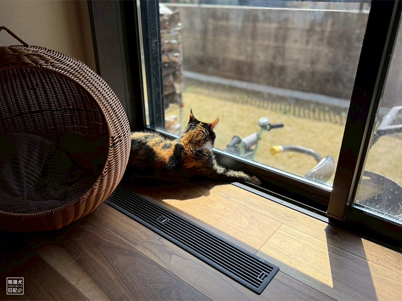 ツンデレ三毛猫の稚葉