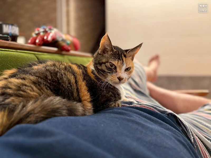 ツンデレ三毛猫の稚葉