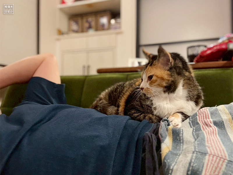 ツンデレ三毛猫の稚葉