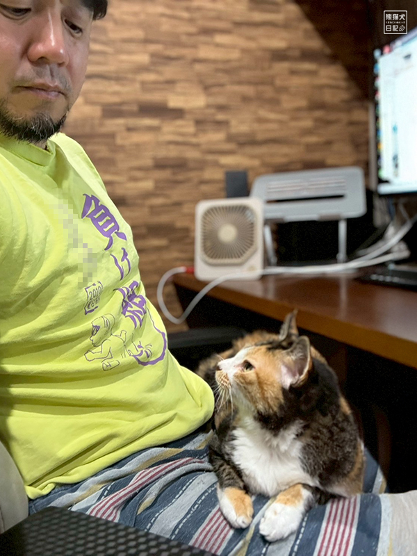 ツンデレ三毛猫の稚葉
