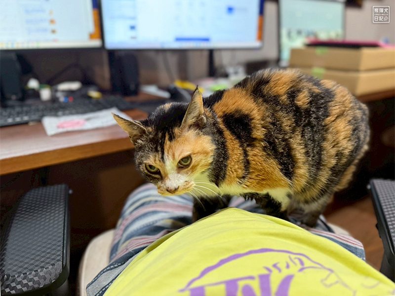 ツンデレ三毛猫の稚葉