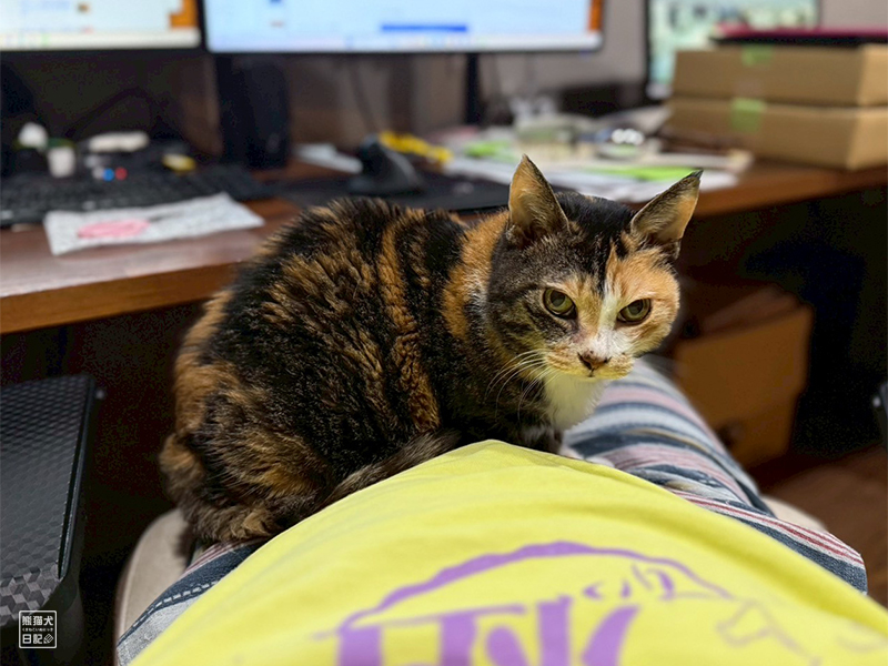 ツンデレ三毛猫の稚葉