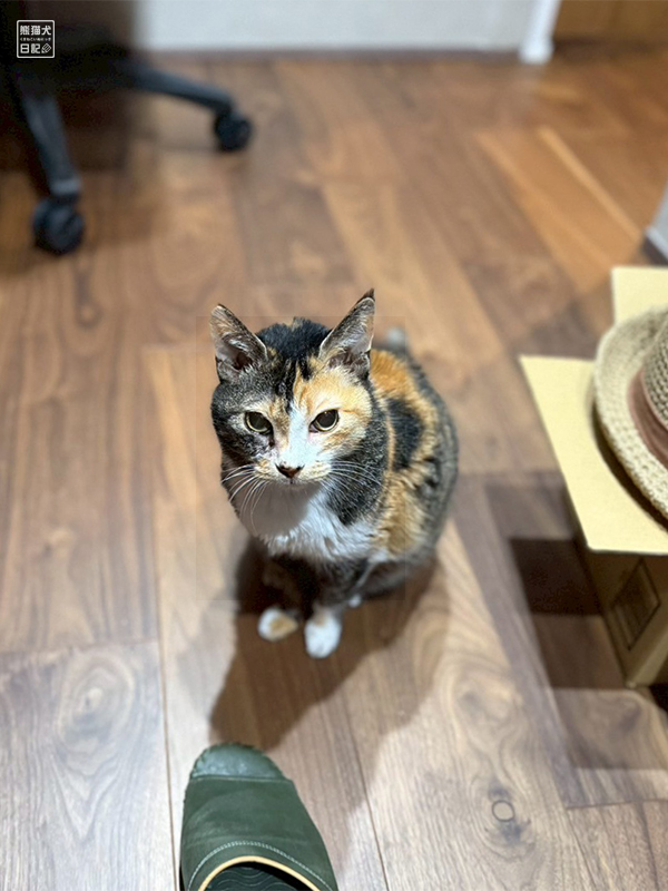 ツンデレ三毛猫の稚葉