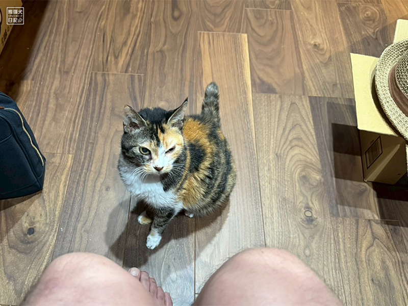 ツンデレ三毛猫の稚葉