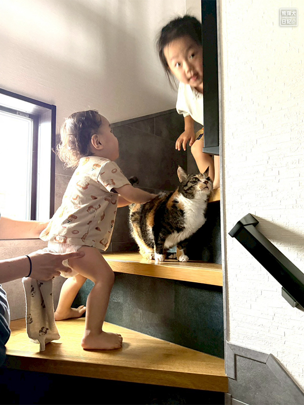 小童とツンデレ三毛猫の稚葉と小倅