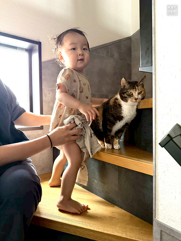 小童とツンデレ三毛猫の稚葉