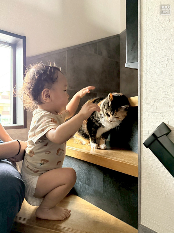 小童とツンデレ三毛猫の稚葉