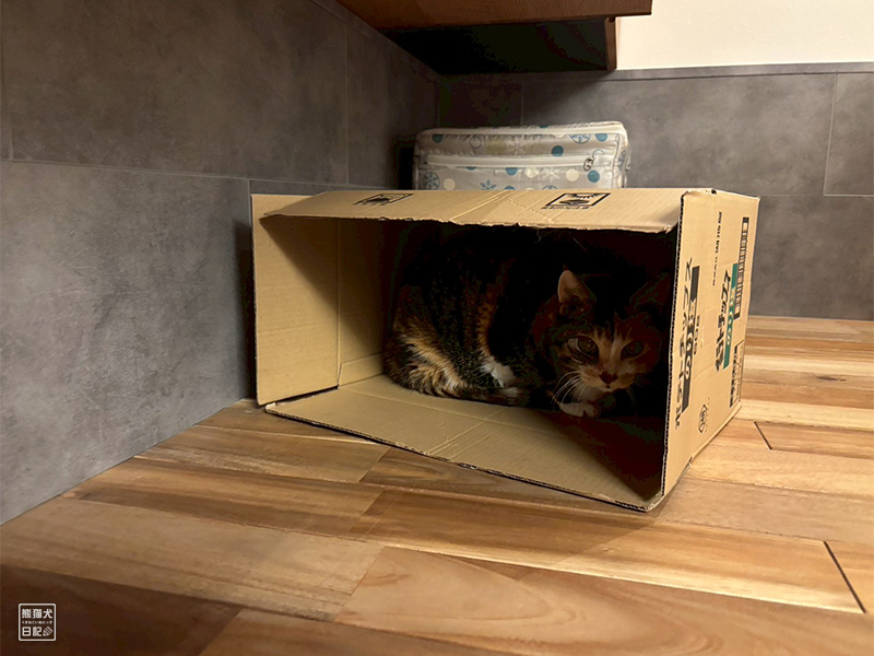ツンデレ三毛猫の稚葉