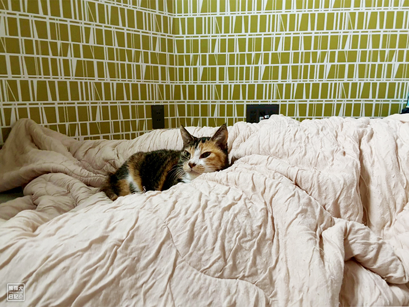 ツンデレ三毛猫の稚葉