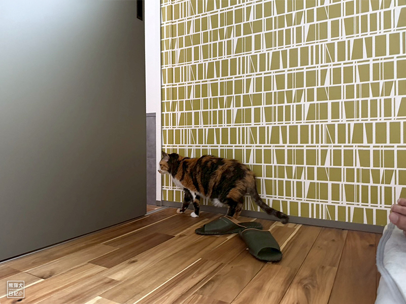 ツンデレ三毛猫の稚葉