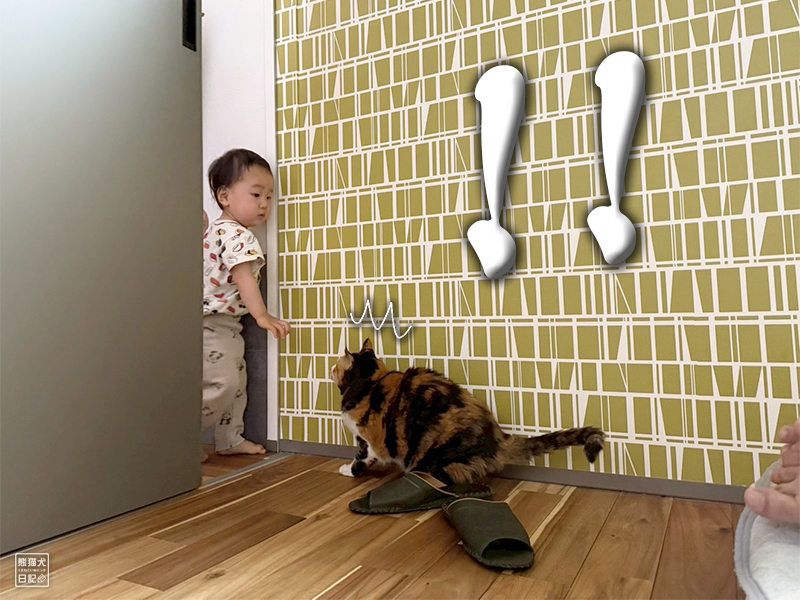 ツンデレ三毛猫の稚葉