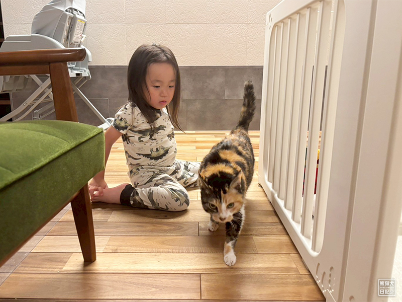 ツンデレ三毛猫の稚葉