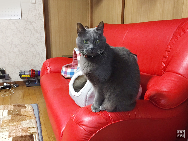 石像猫にいな