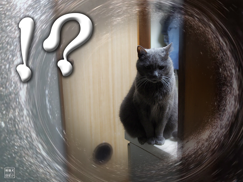 石像猫にいな