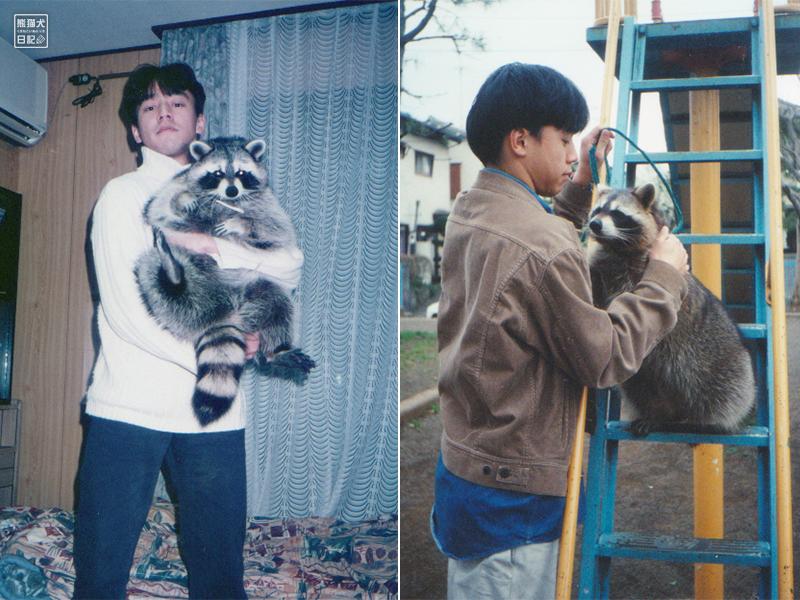 アライグマ千寿