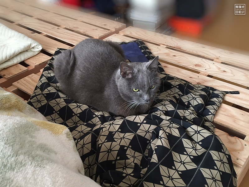 石像猫にいな