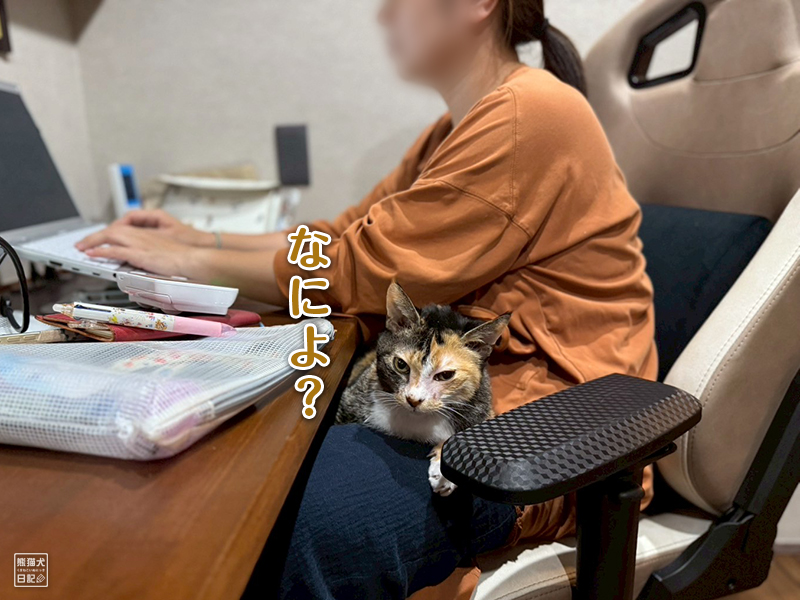 ツンデレ三毛猫の稚葉