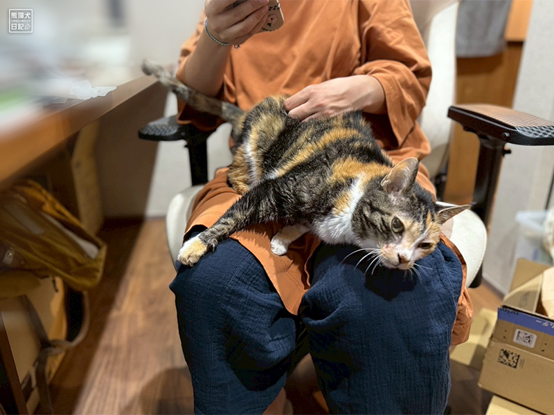 ツンデレ三毛猫の稚葉