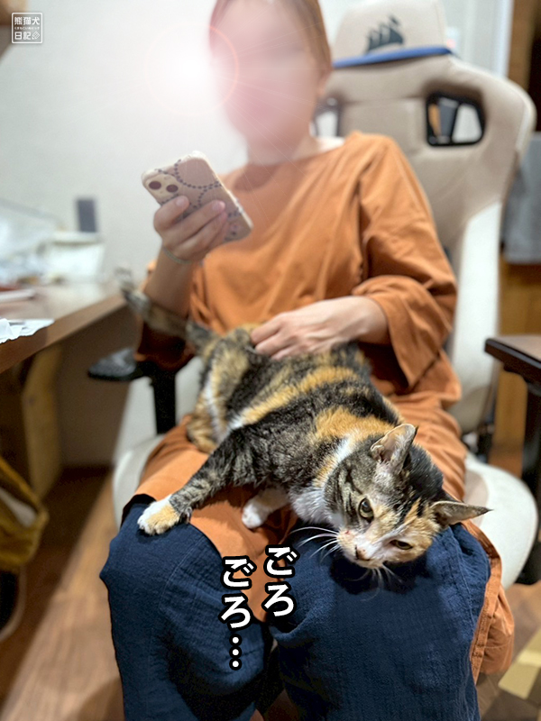 ツンデレ三毛猫の稚葉