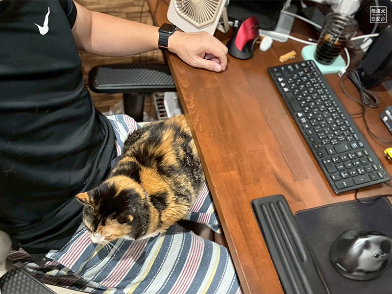 ツンデレ三毛猫の稚葉