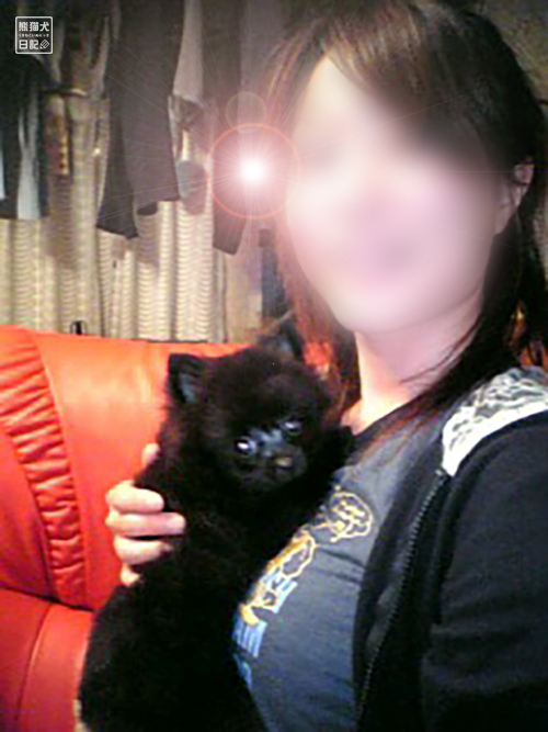 黒ポメラニアン真熊
