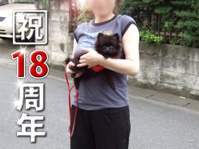 黒ポメラニアン真熊