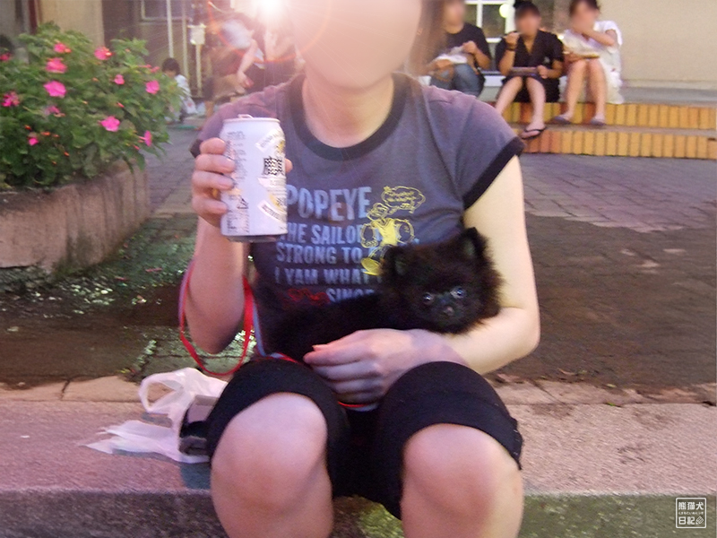 ポメラニアン真熊の夏祭り