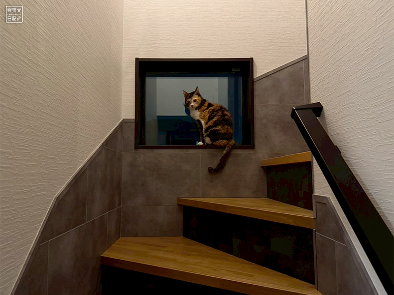 ツンデレ三毛猫の稚葉