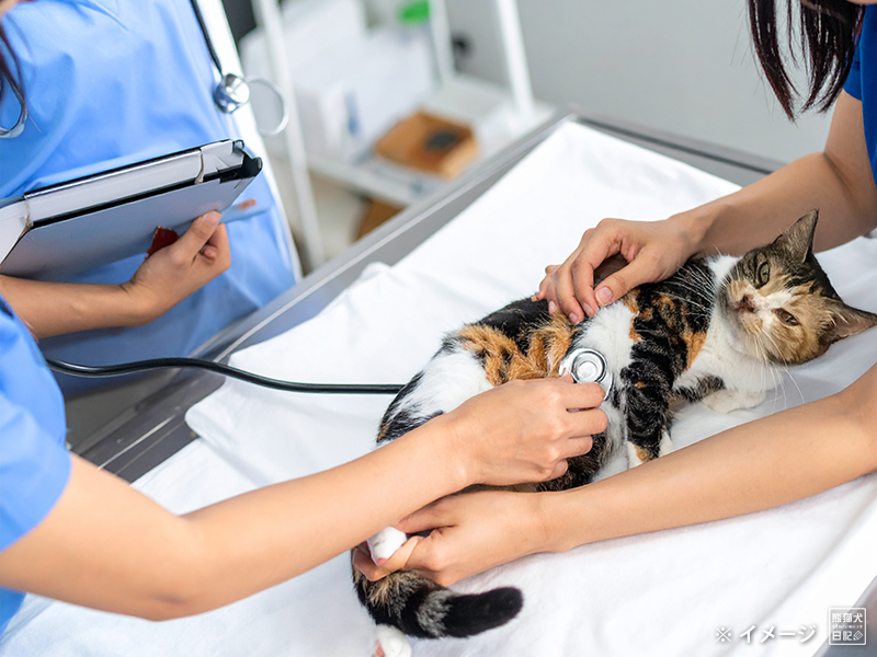 ツンデレ三毛猫の稚葉