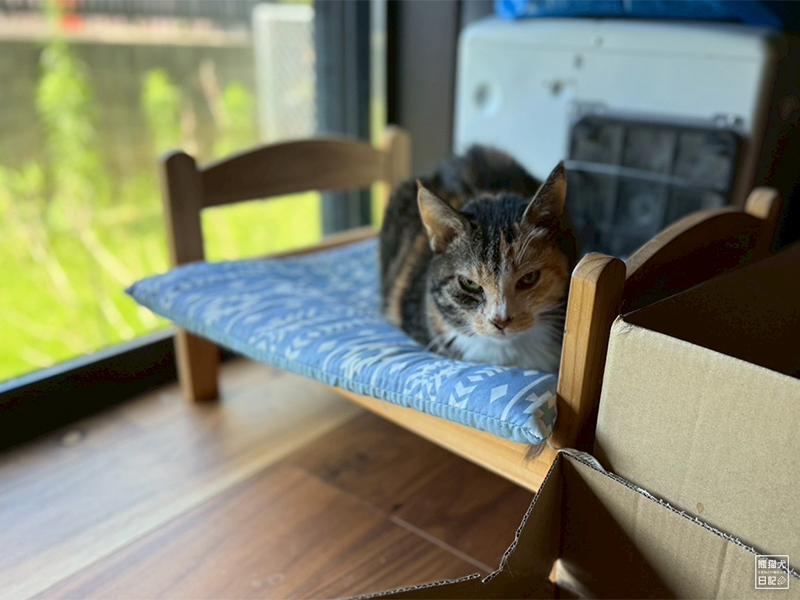 ツンデレ三毛猫の稚葉