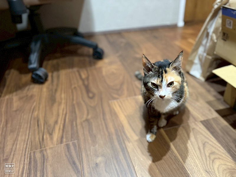 ツンデレ三毛猫の稚葉