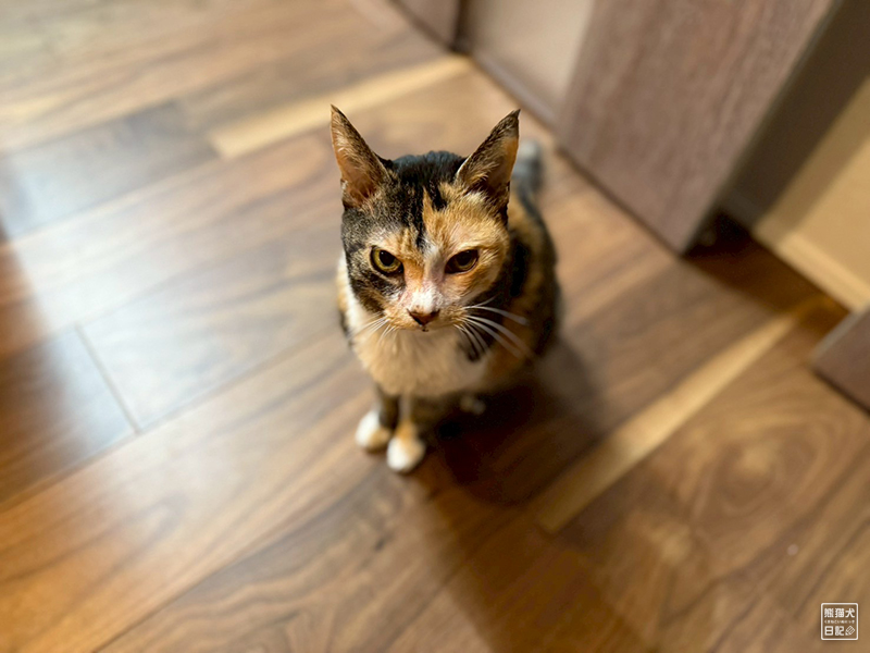 ツンデレ三毛猫の稚葉