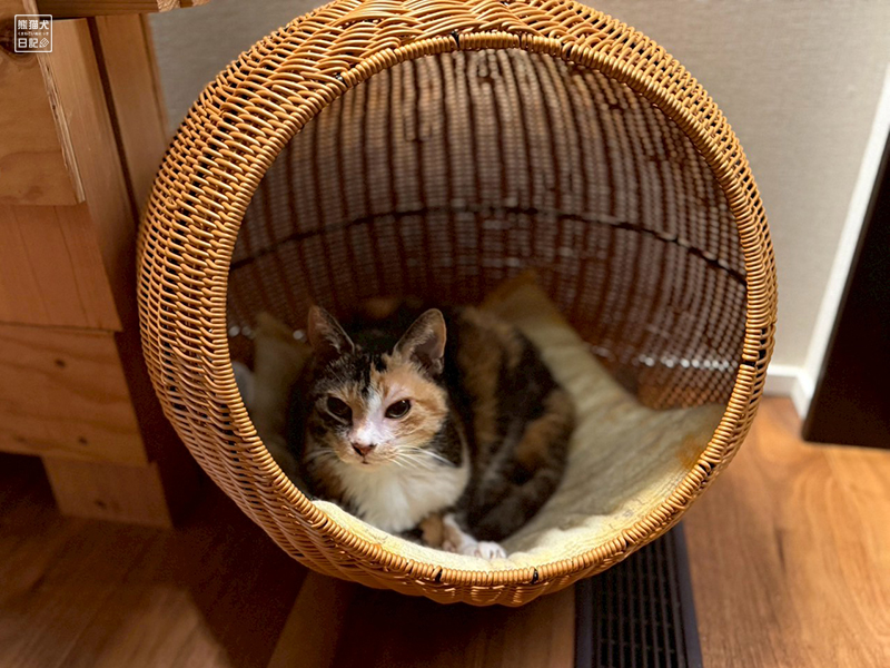 ツンデレ三毛猫の稚葉