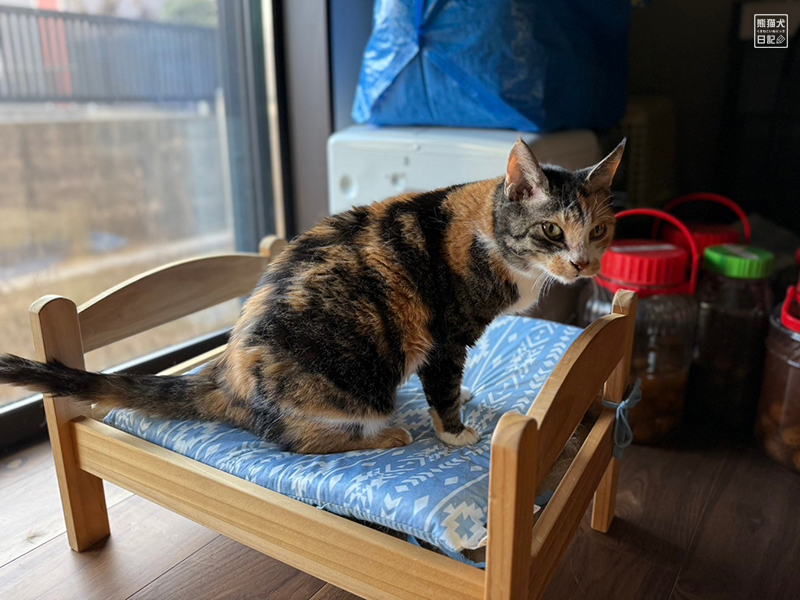 ツンデレ三毛猫の稚葉