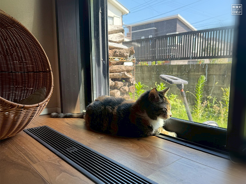 ツンデレ三毛猫の稚葉