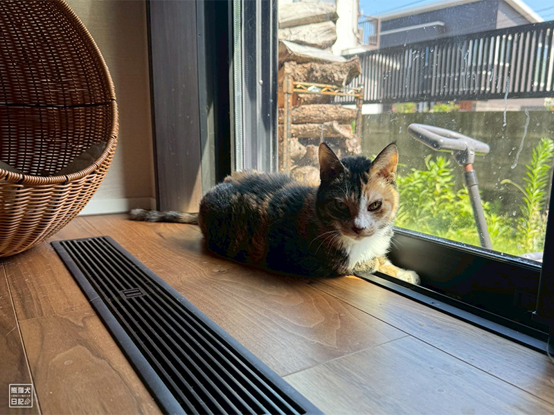 ツンデレ三毛猫の稚葉