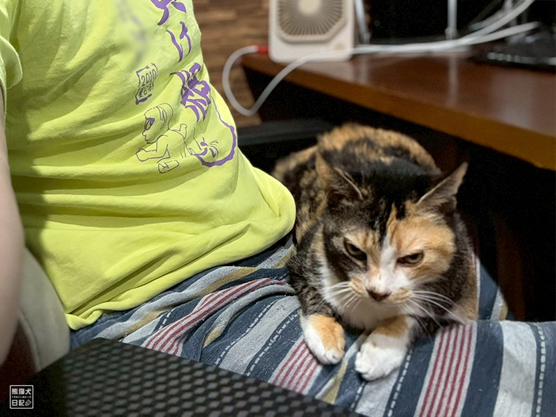 ツンデレ三毛猫の稚葉