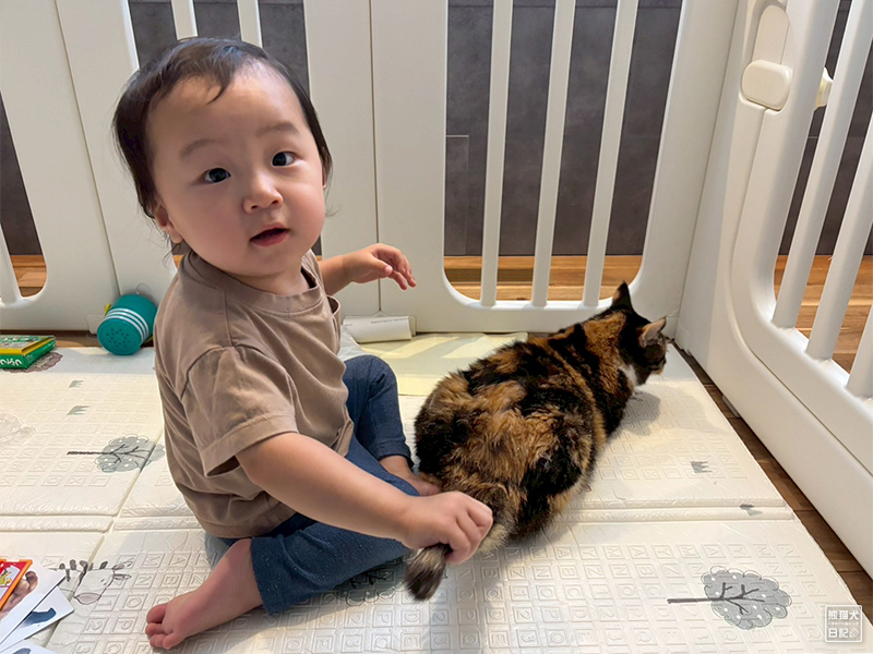 小童とツンデレ三毛猫の稚葉