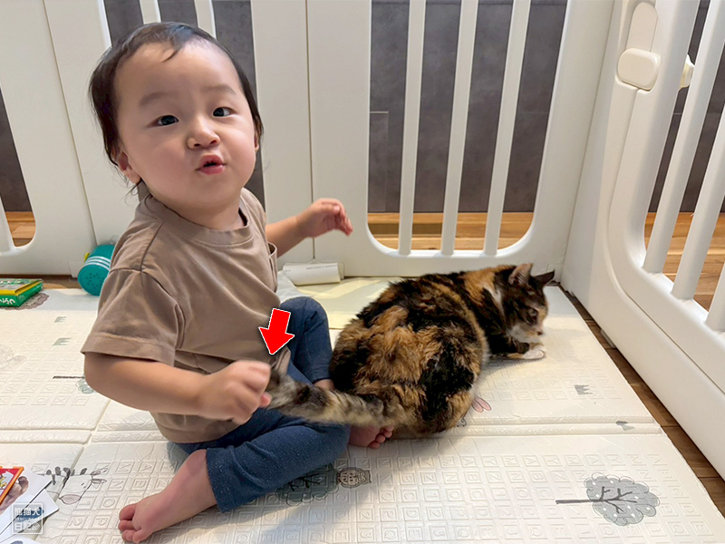 小童とツンデレ三毛猫の稚葉