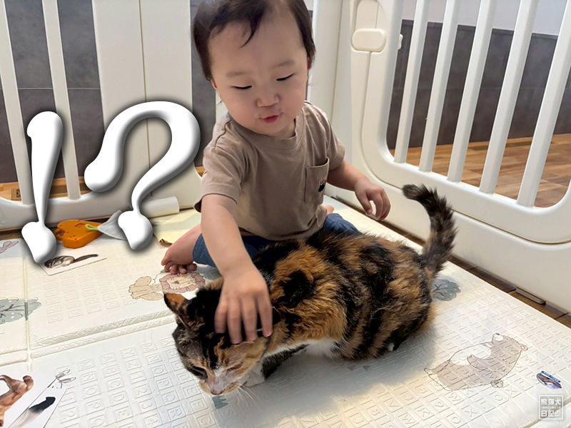 小童とツンデレ三毛猫の稚葉