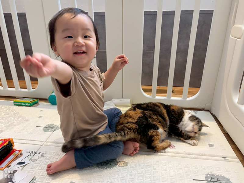 小童とツンデレ三毛猫の稚葉
