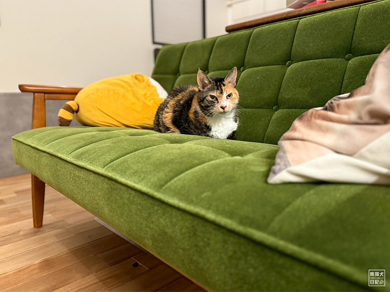 ツンデレ三毛猫の稚葉