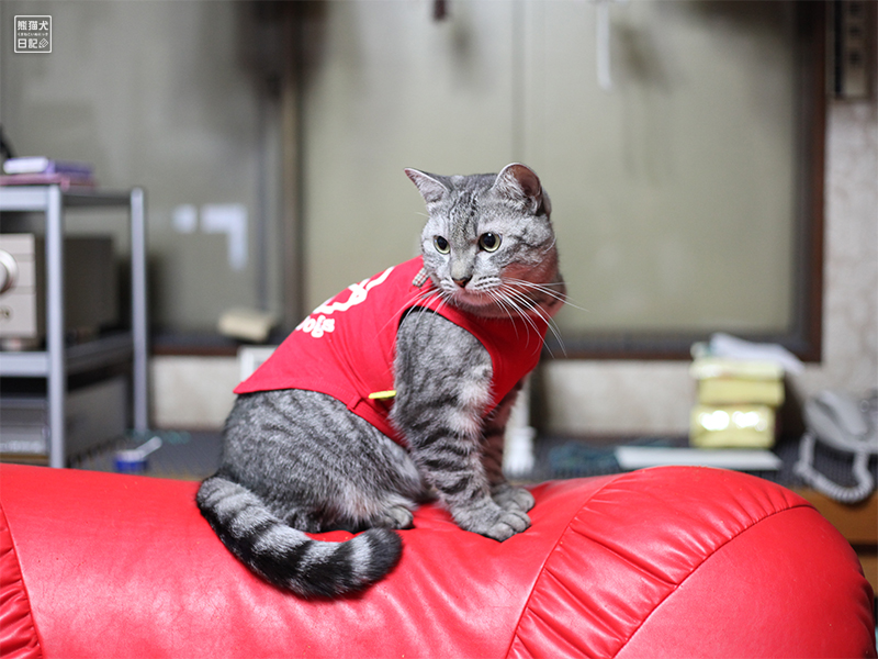 天然猫の寿喜