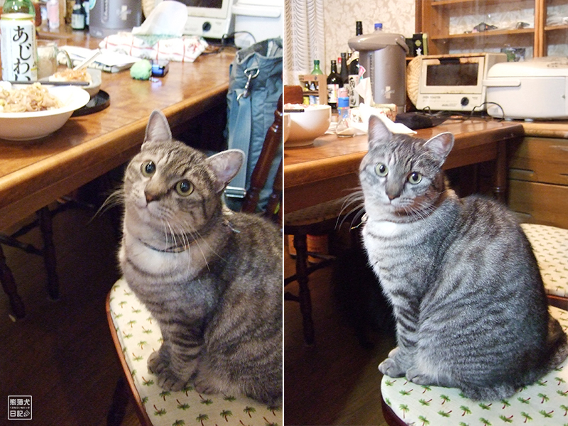天然猫の寿喜