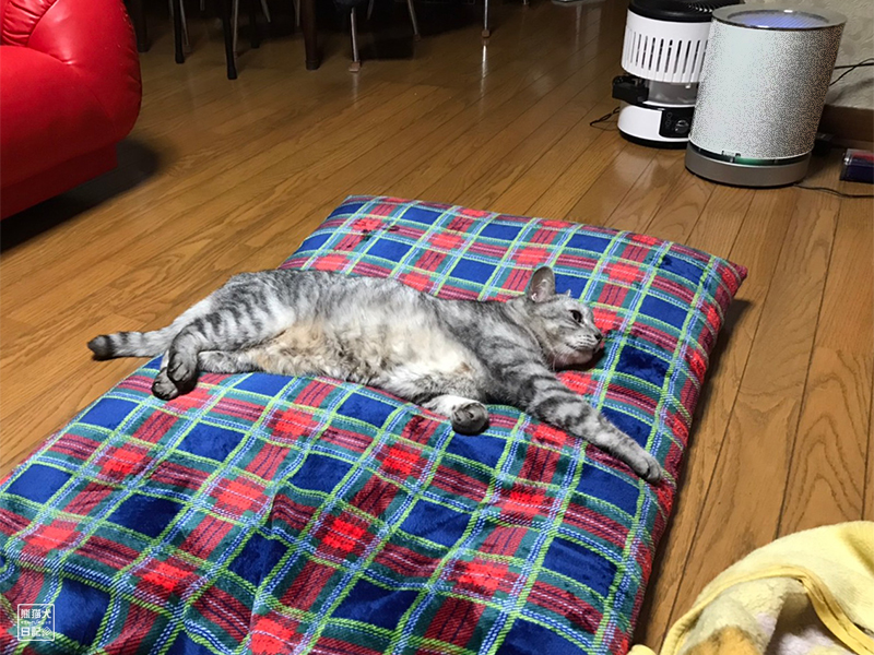 天然猫の寿喜