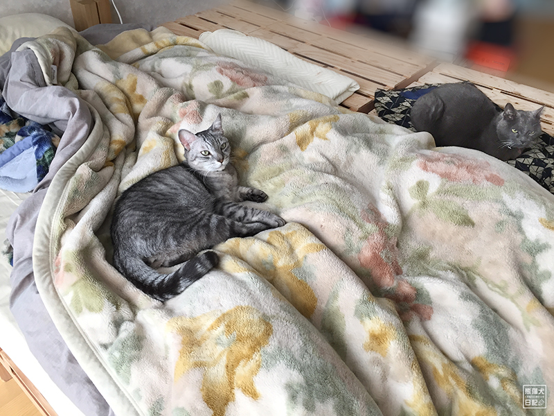 天然猫の寿喜
