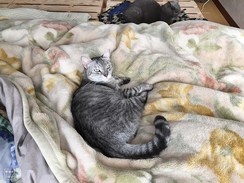 天然猫の寿喜